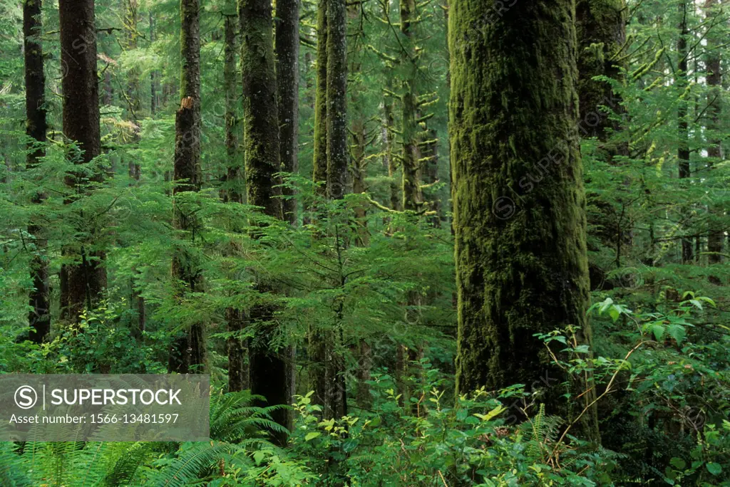 Sitka spruce (Picea sitchensis) forest, Cummins Creek Wilderness, Siuslaw National Forest, Oregon.