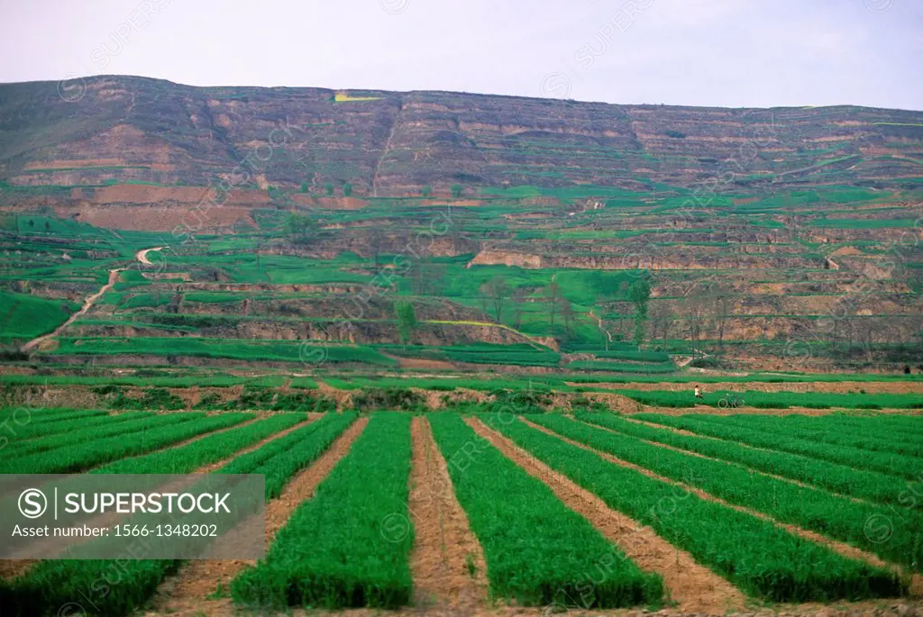 CHINA, SHAANXI PROVINCE, NEAR XIAN, WHEAT FIELDS.