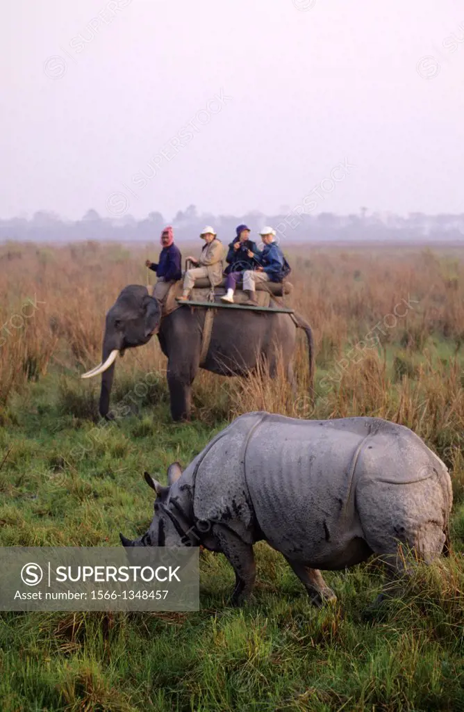 INDIA, ASSAM PROVINCE, KAZIRANGA NP, INDIAN ONE-HORNED RHINO, TOURISTS ON ELEPHANT.
