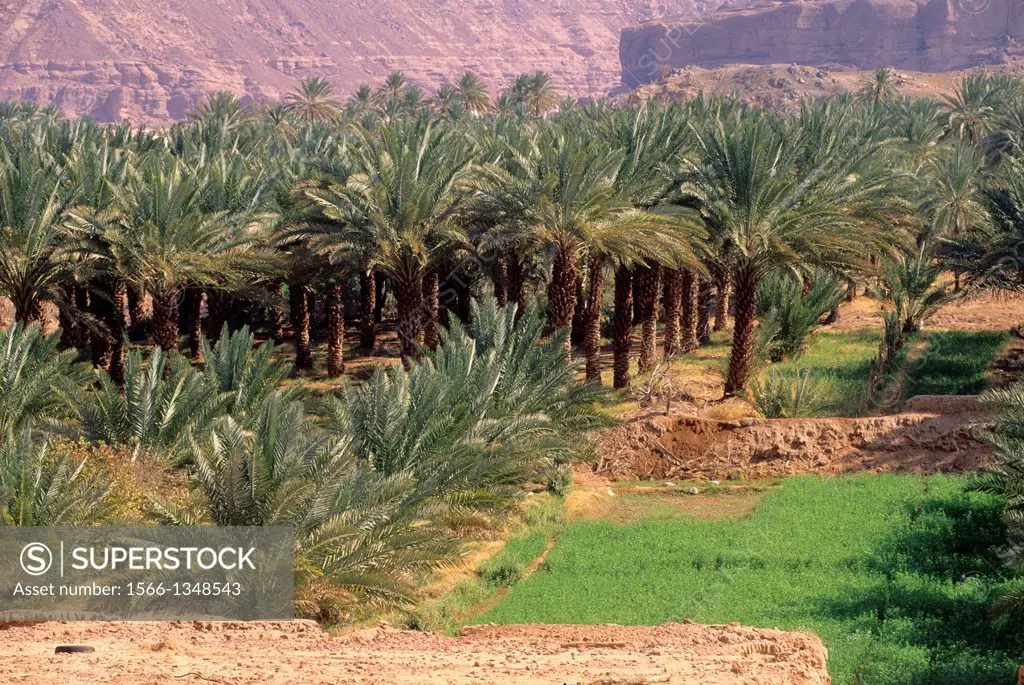 SAUDI ARABIA, AL ULA CITY, DATE PALM PLANTATION.