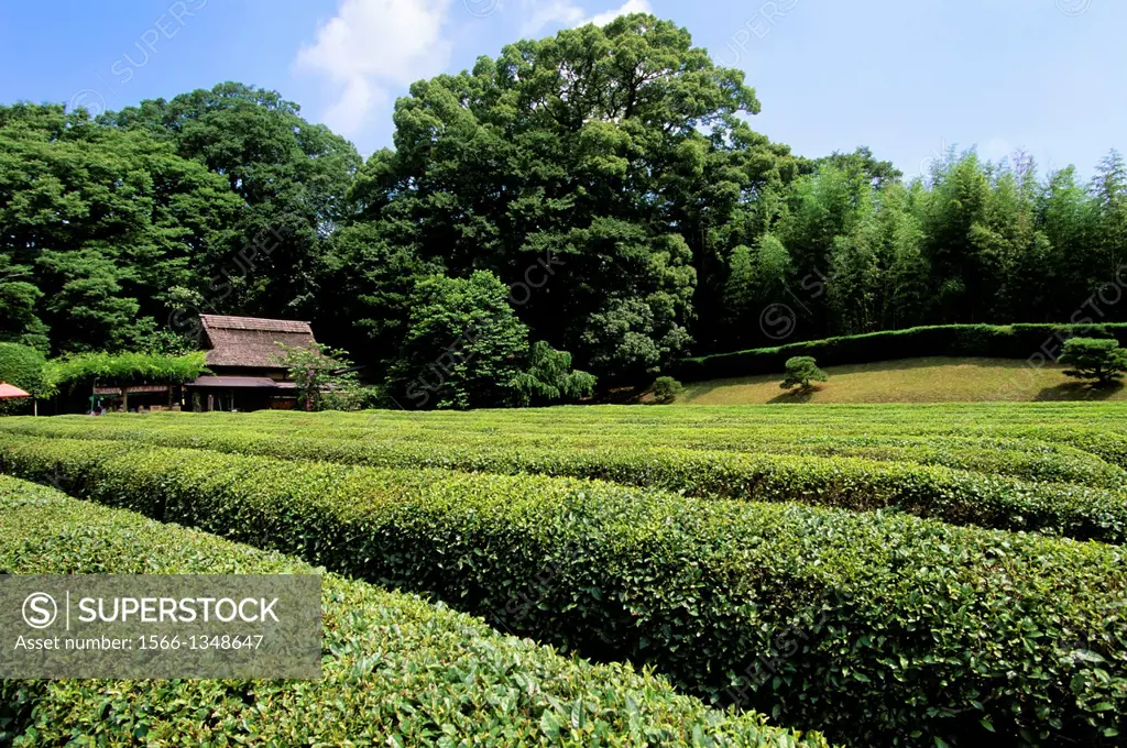 JAPAN, OKAYAMA, KORAKUEN GARDEN, TEA PLANTATION.