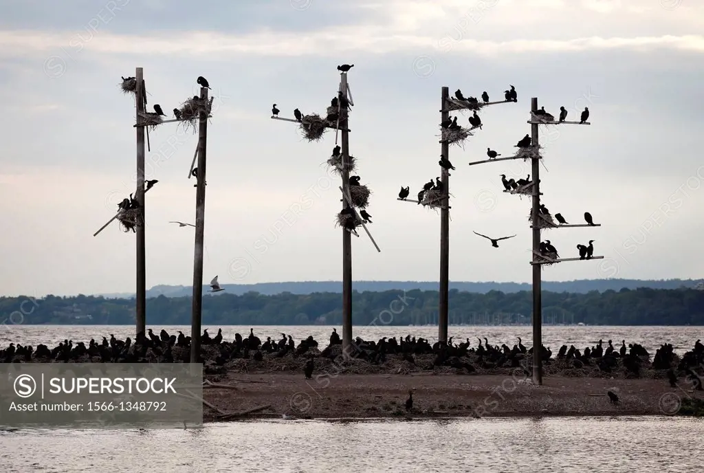 Dozens of cormorants take over a small island, Hamilton, Ontario, Canada.