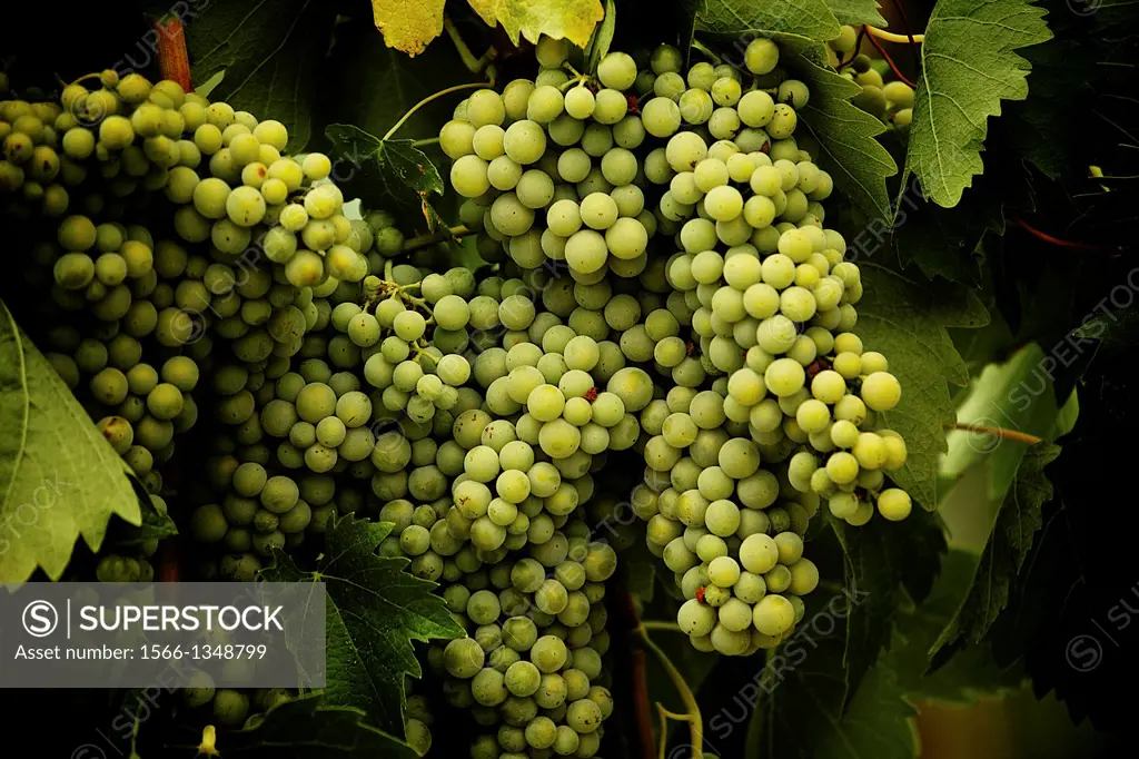 grapes in the vineyard of winemaker. vineyard in autumn florence italy.