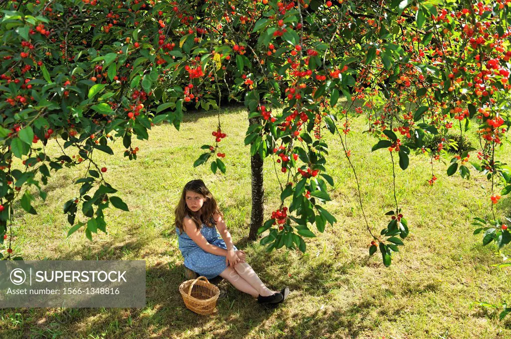 fillette assise a l'ombre sous un cerisier,,departement Eure et Loir,region Centre,France,Europe/young girl sitting in the shade of a cherry tree,Eure...