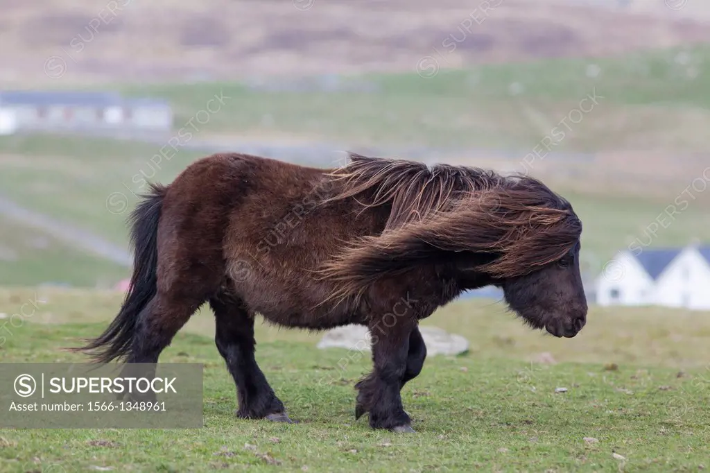 Shetland Pony on the Shetland Islands in Scotland. europe, central europe, northern europe, united kingdom, great britain, scotland, northern isles,sh...