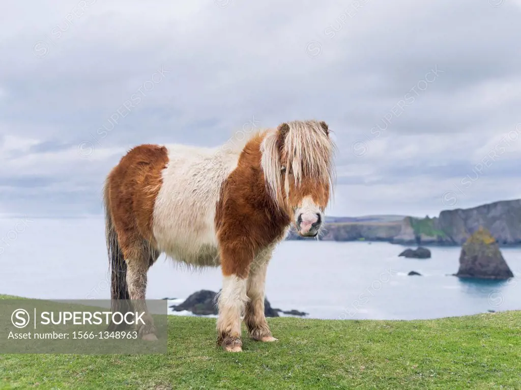 Shetland Pony on pasture near high cliffs on the Shetland Islands in Scotland. europe, central europe, northern europe, united kingdom, great britain,...