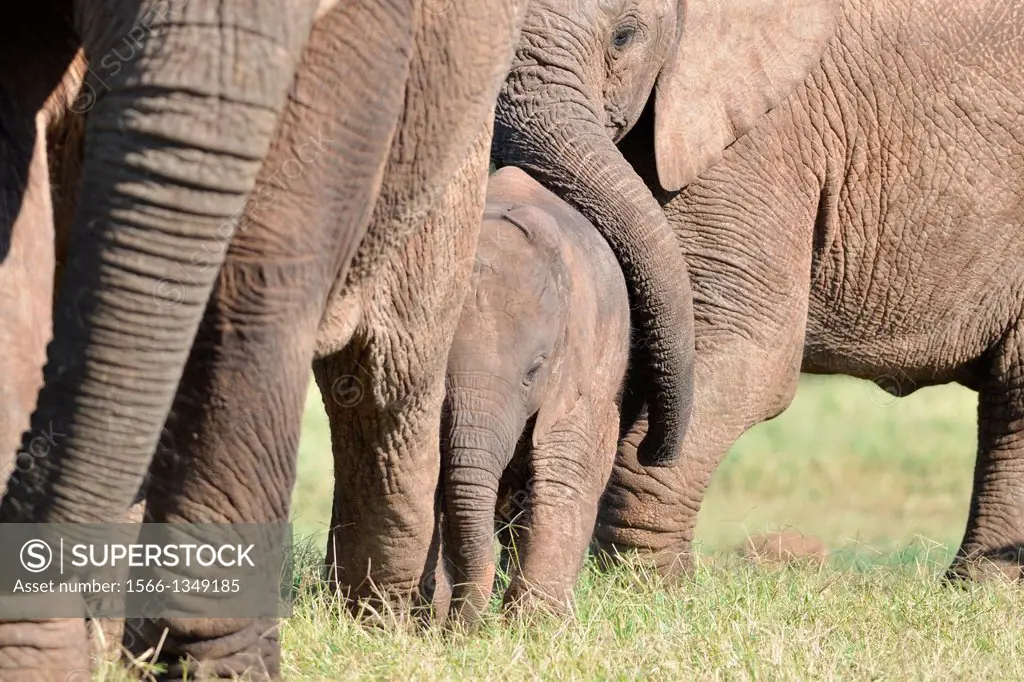African elephants, mother, baby and calf, Addo Elephant National Park, Eastern Cape, South Africa.