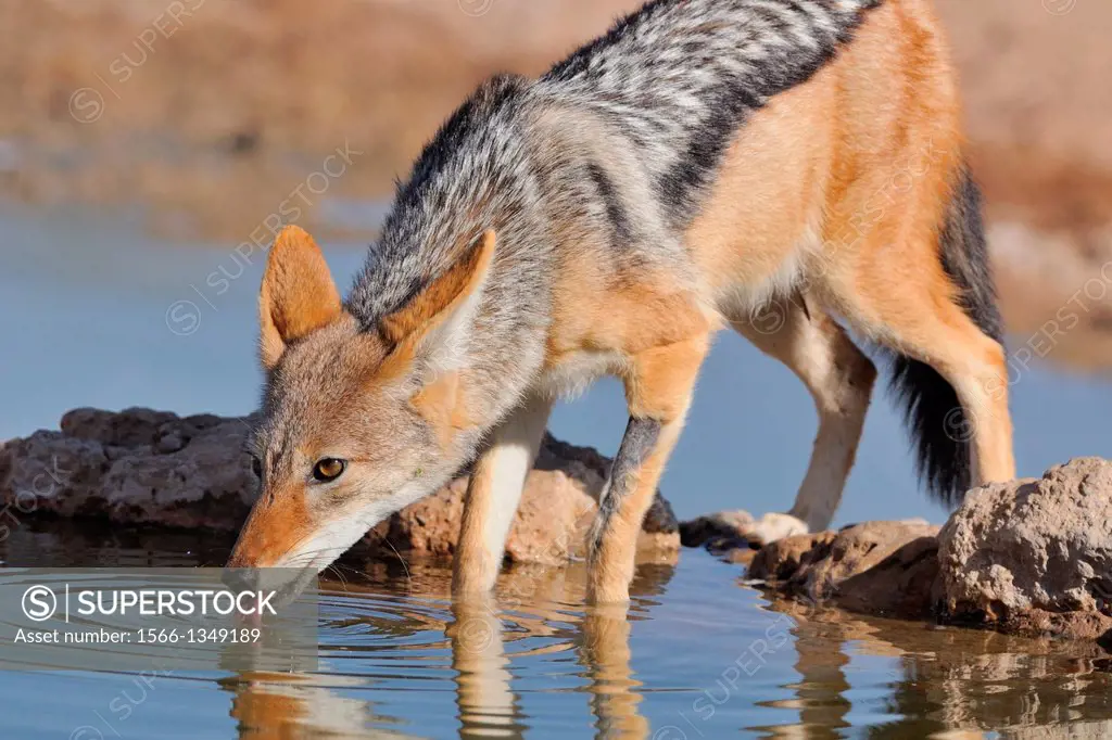Black-backed Jackal, Canis mesomelas, drinking at the waterhole, Kgalagadi Transfrontier Park, Northern Cape, South Africa.
