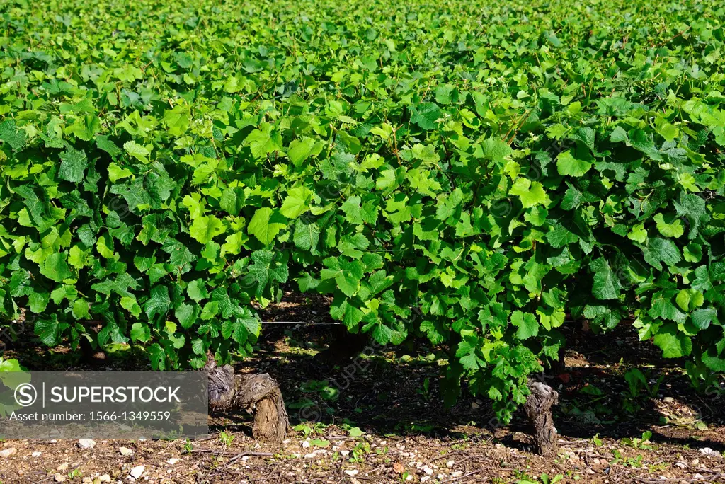 vineyards, Beaune, Department of Cote d´Or, Burgundy, France, Europe.
