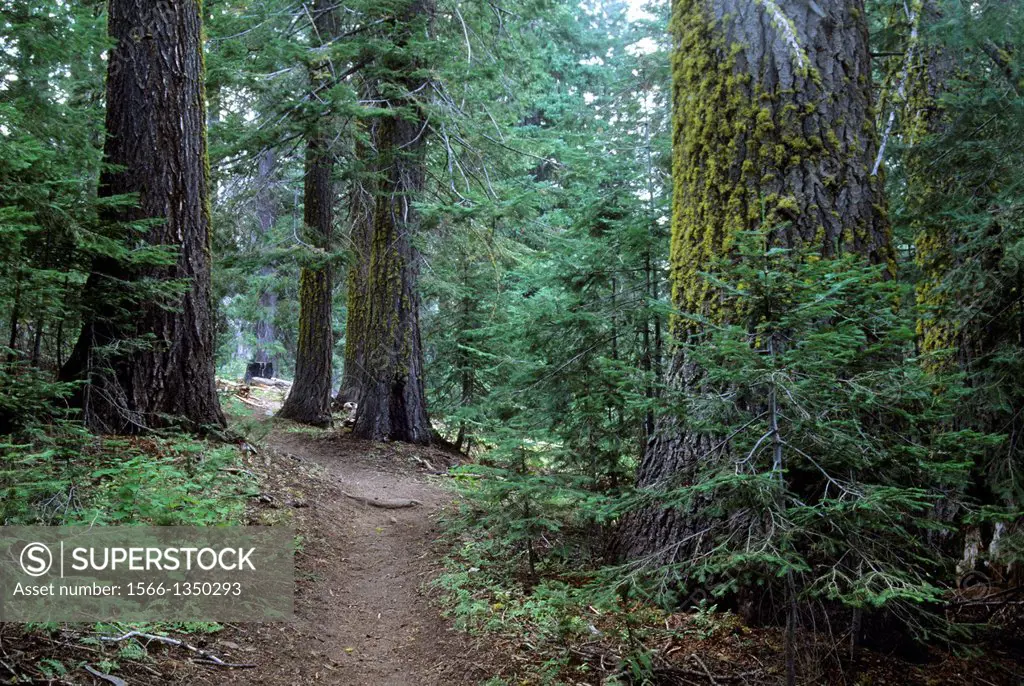 Fir forest along West Eagle Trail, Eagle Cap Wilderness, Wallowa-Whitman National Forest, Oregon.