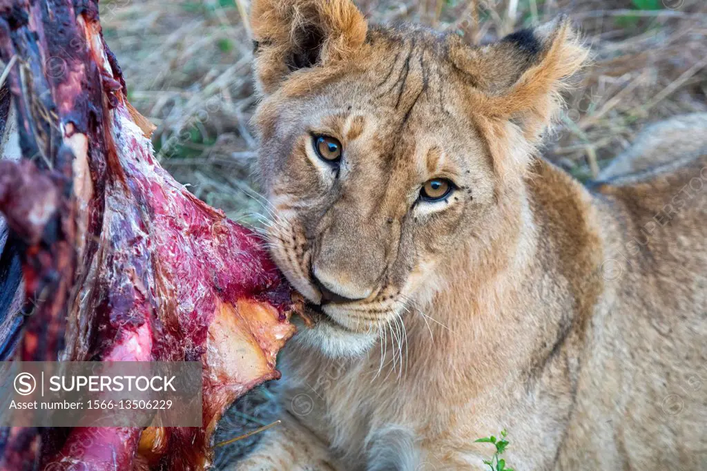 A lioness (Panthera leo) is feeding on a cape buffalo in the Masai Mara National Reserve in Kenya.