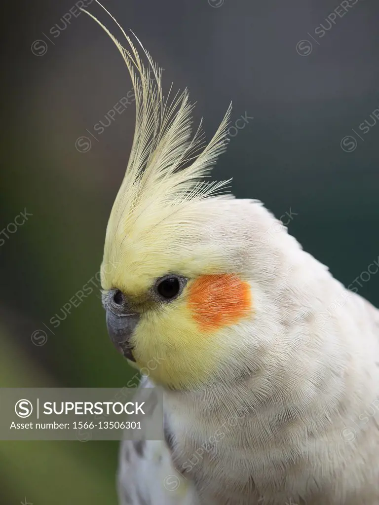 The cockatiel (Nymphicus hollandicus), also known as the quarrion and the weiro, is a bird that is a member of the cockatoo family endemic to Australi...