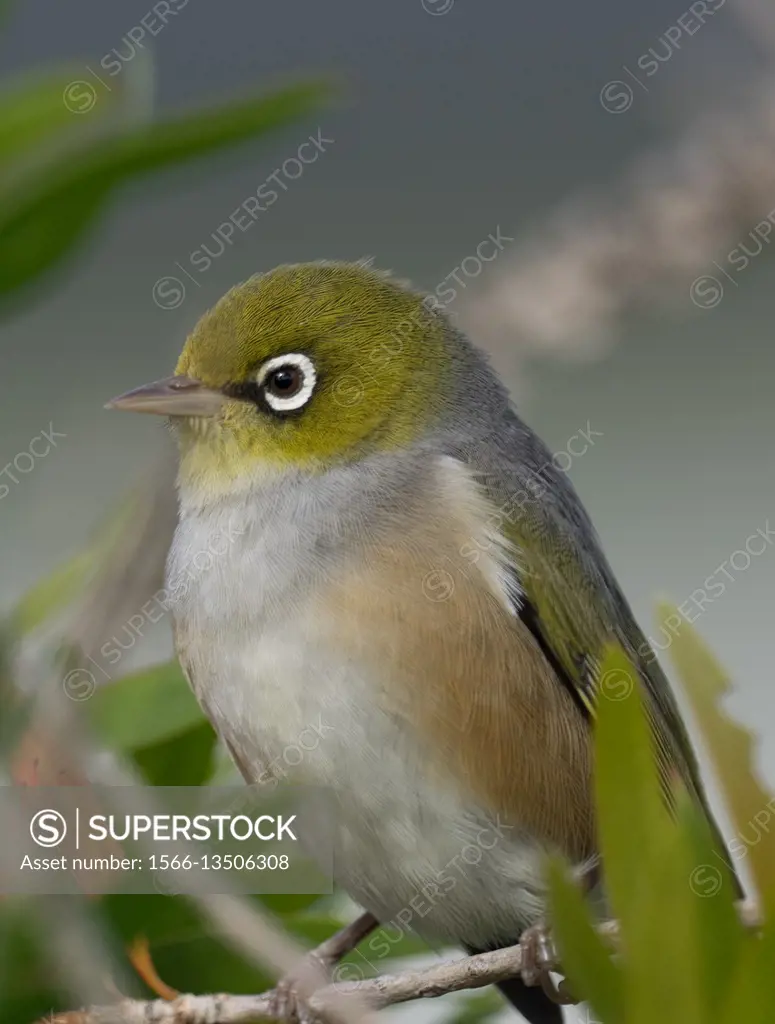 The silvereye or wax-eye (Zosterops lateralis) is a very small omnivorous passerine bird of the south-west pacific. Whangarei, Northland, New Zealand.