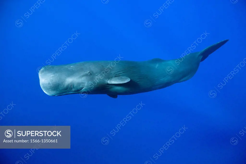 Sperm Whale, Physeter macrocephalus, Tenerife, Canary Islands, Spain.