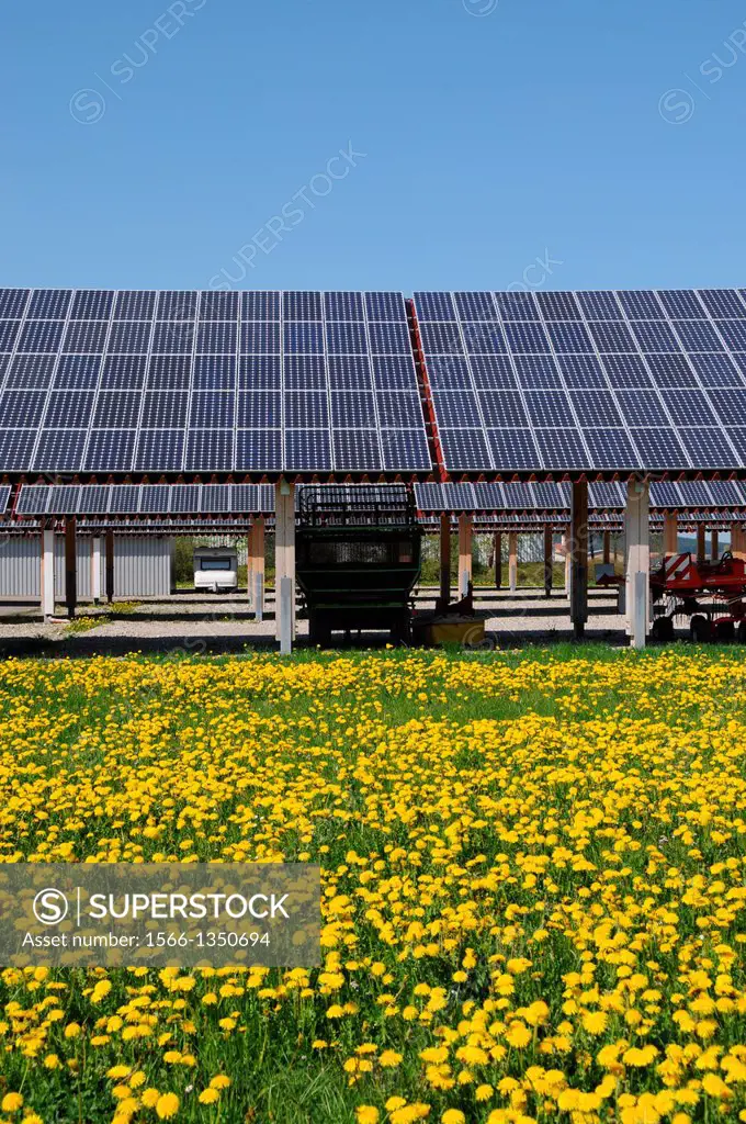 Solar power plant on a yellow dandelion meadow