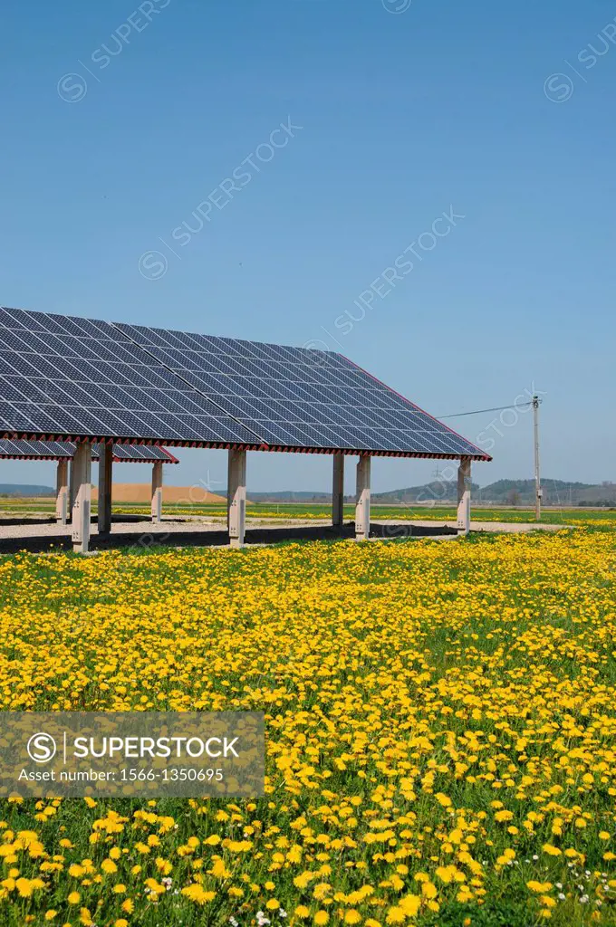 Solar power plant on a yellow dandelion meadow