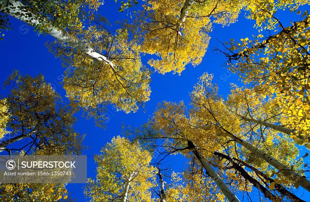 Yellow fall aspens and blue sky in the San Juan Mountains, San Juan National Forest, Colorado USA.