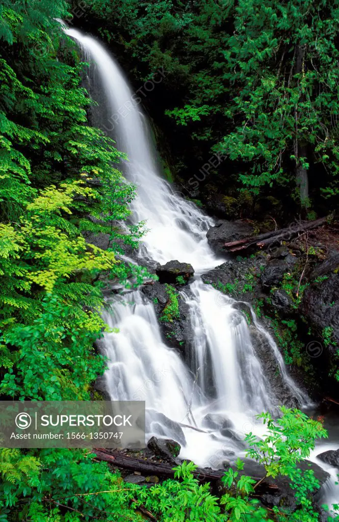 New spring growth around cascade on Falls Creek, Mount Rainier National Park, Washington USA.