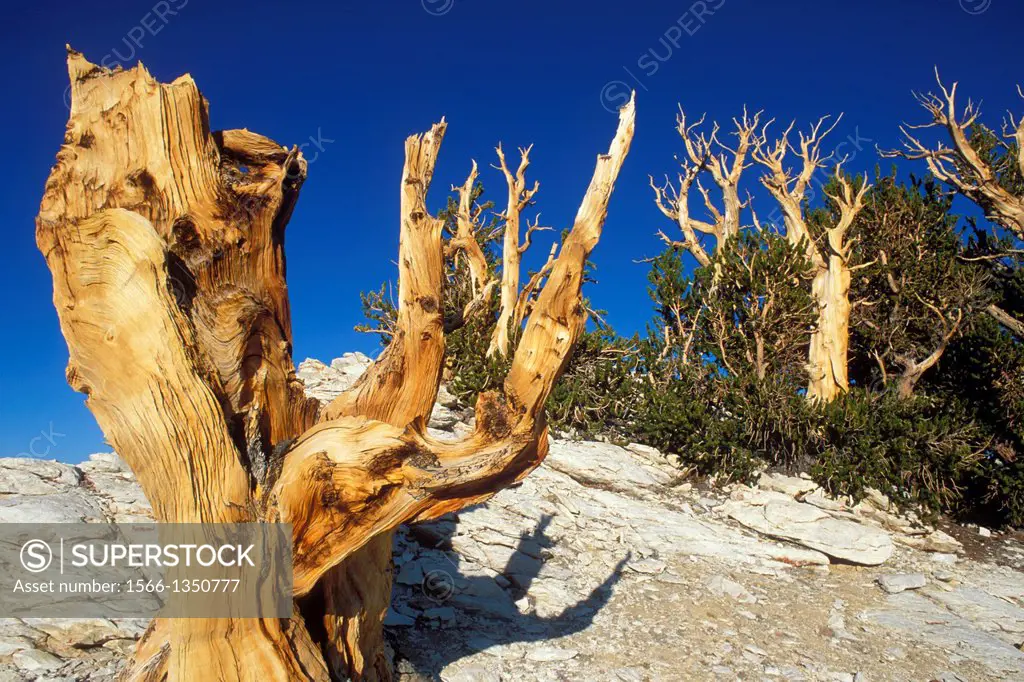 Ancient Bristlecone Pines in the Patriarch Grove, Ancient Bristlecone Pine Forest, White Mountains, California USA.