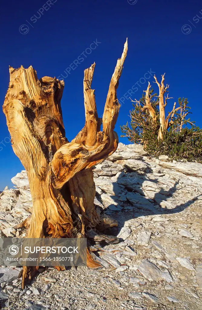 Ancient Bristlecone pines in the Patriarch Grove, Ancient Bristlecone Pine Forest, Inyo National Forest, White Mountains, California USA.