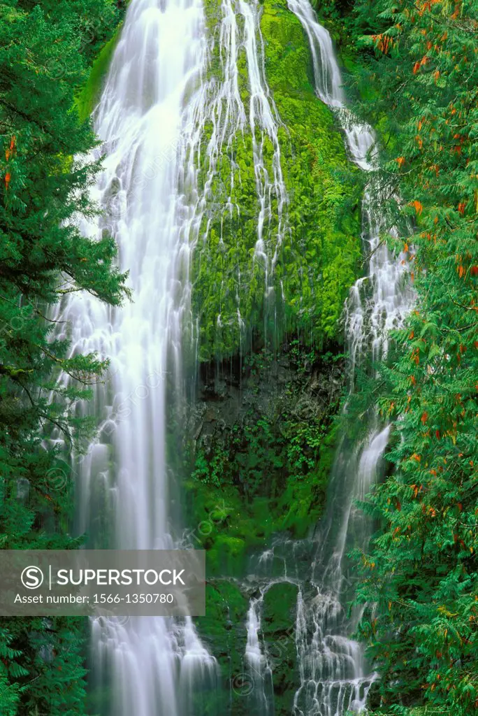Proxy Falls, Cascade Mountains, Willamette National Forest, Oregon USA.