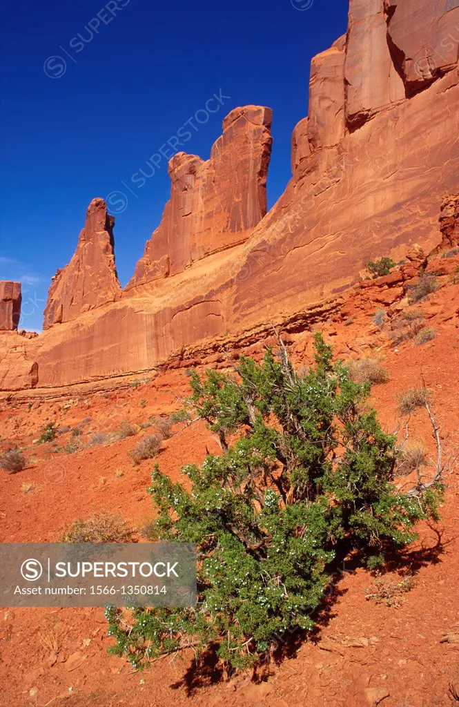 Juniper and rock formations along Park Avenue, Arches National Park, Utah USA.