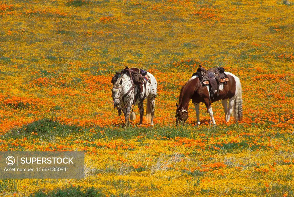Horses in a field of California Poppies and Goldfields, Antelope Valley, California USA.