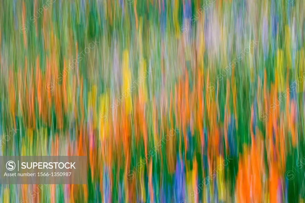 Wildflower abstract, Tehachapi Mountains, Angeles National Forest, California USA.