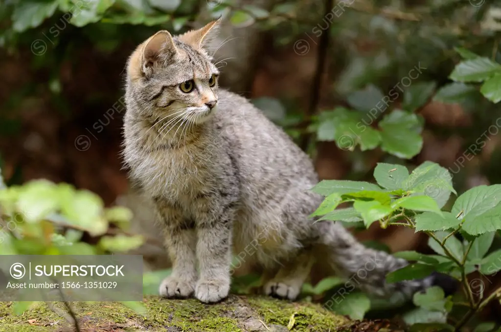 Common Wild Cat (Felis silvestris), kitten, captive, Germany