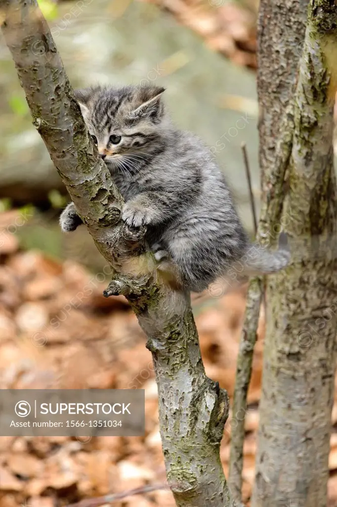 Common Wild Cat (Felis silvestris), kitten, captive, Germany