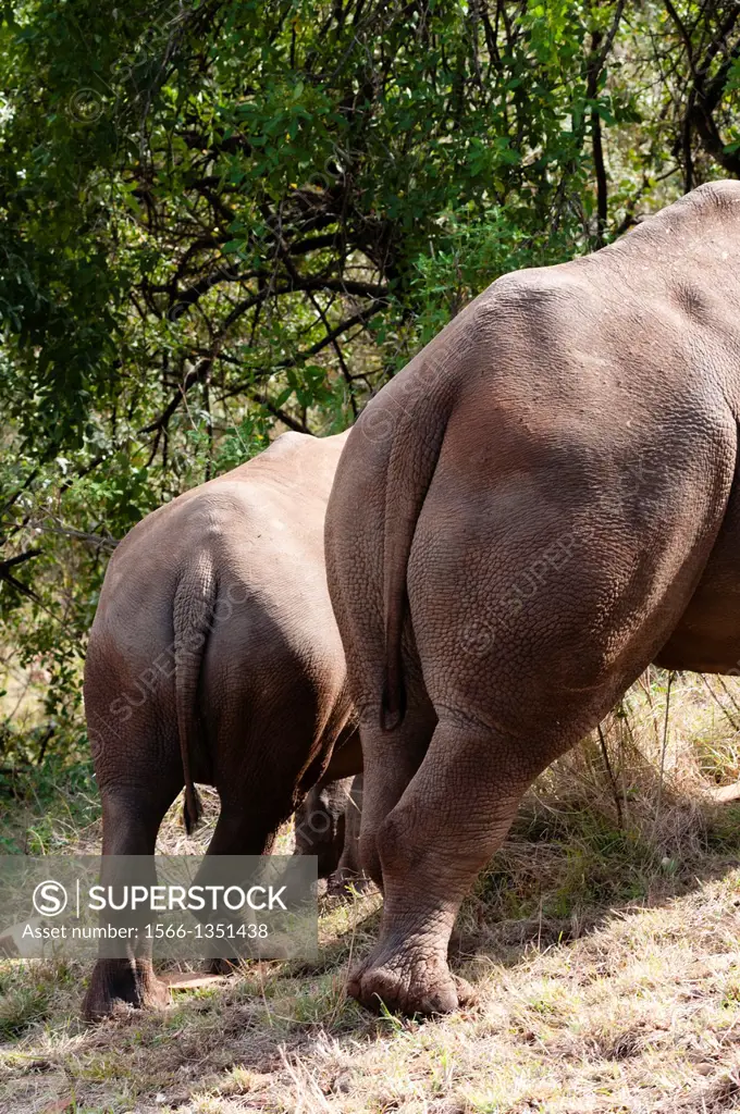 Rear view of White rhinoceros (rhino), Ceratotherium simum, Masai Mara National Reserve, Kenya, East Africa, Africa.