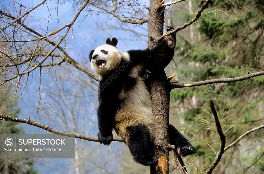CHINA, SICHUAN PROVINCE, WOLONG PANDA RESERVE, GIANT PANDA (Ailuropoda melanoleuca) IN TREE.