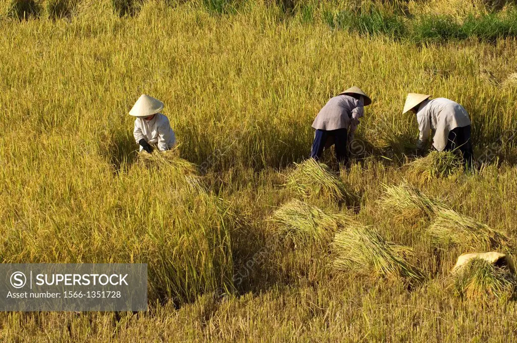 VIETNAM, NEAR DA NANG, FARMERS HARVESTING RICE.