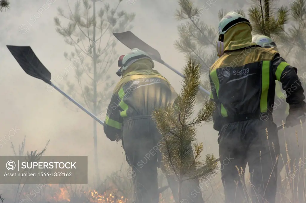 several brigade put out the fire with shovels in a bushfire in a forest of Galicia