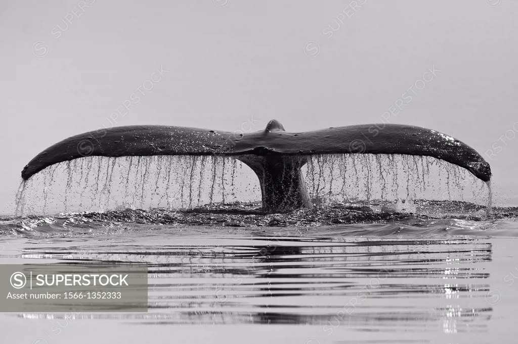 Humpback whale, valdez, Alaska.