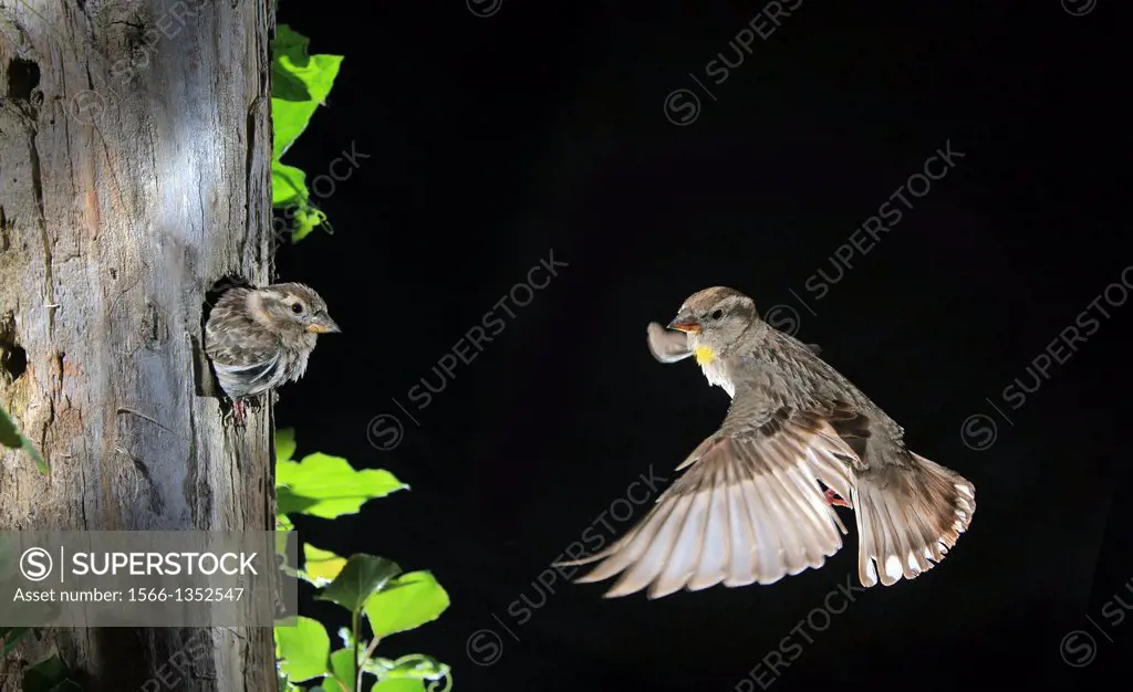 Rock sparrow Petronia petronia coming to nest hole in a tree tronk