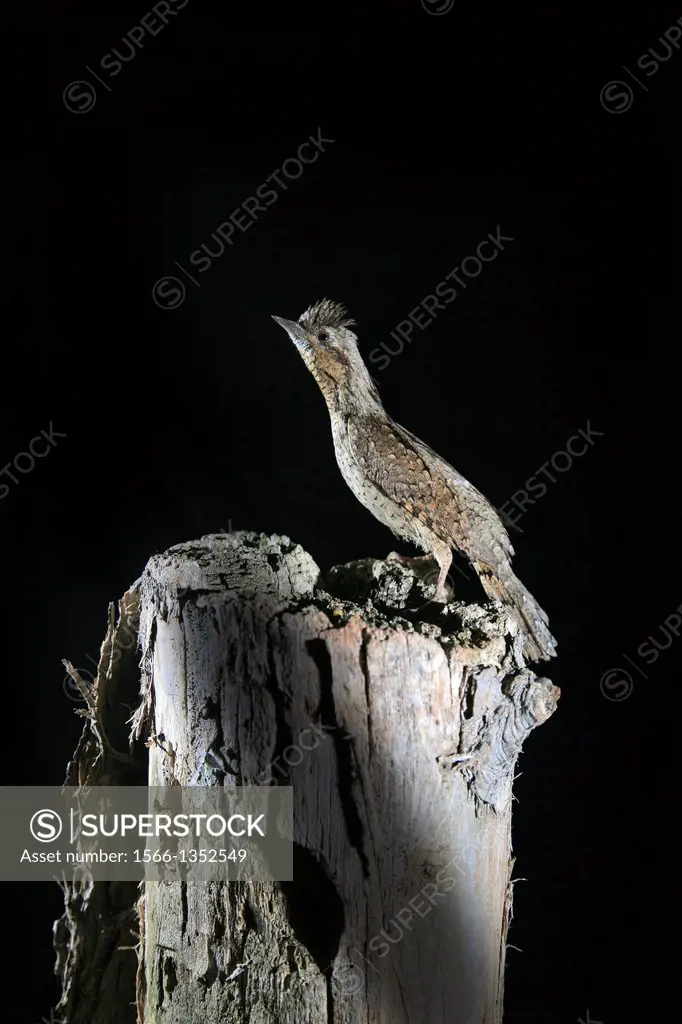 Eurasian WryneckJynx torquilla on flight coming out of hole nest left by other woodpeckers