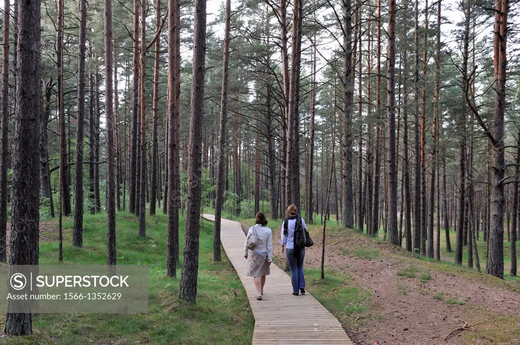 footway through the coastal pine forest in Ragakapa Nature Reserve, Lielupe area, Jurmala, Gulf of Riga, Latvia, Baltic region, Northern Europe.