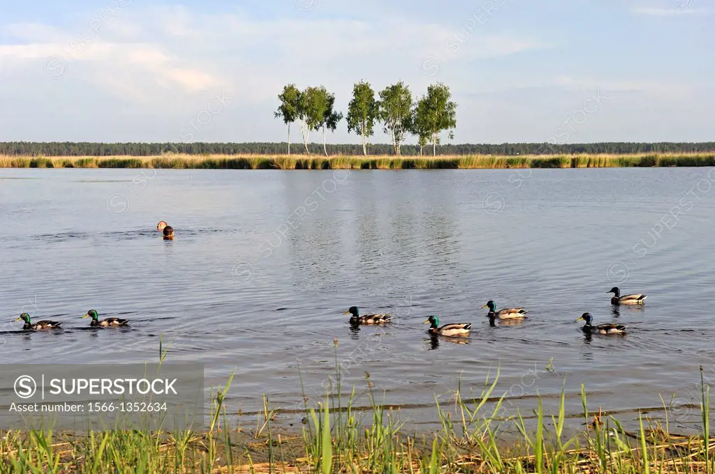 two teenagers swimming among mallards into the Babites Lake, Jurmala, Gulf of Riga, Latvia, Baltic region, Northern Europe.
