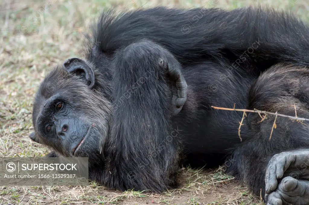 A Chimpanzee at the Sweetwaters Chimpanzee Sanctuary at Ol Pejeta Conservancy in Kenya.
