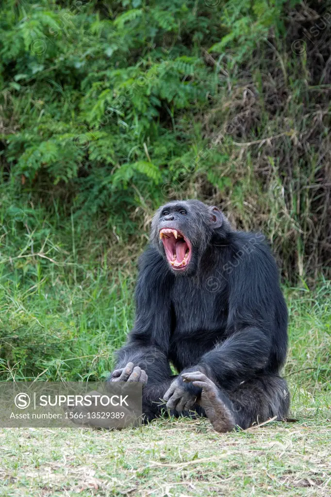 A Chimpanzee is yawning at the Sweetwaters Chimpanzee Sanctuary at Ol Pejeta Conservancy in Kenya.