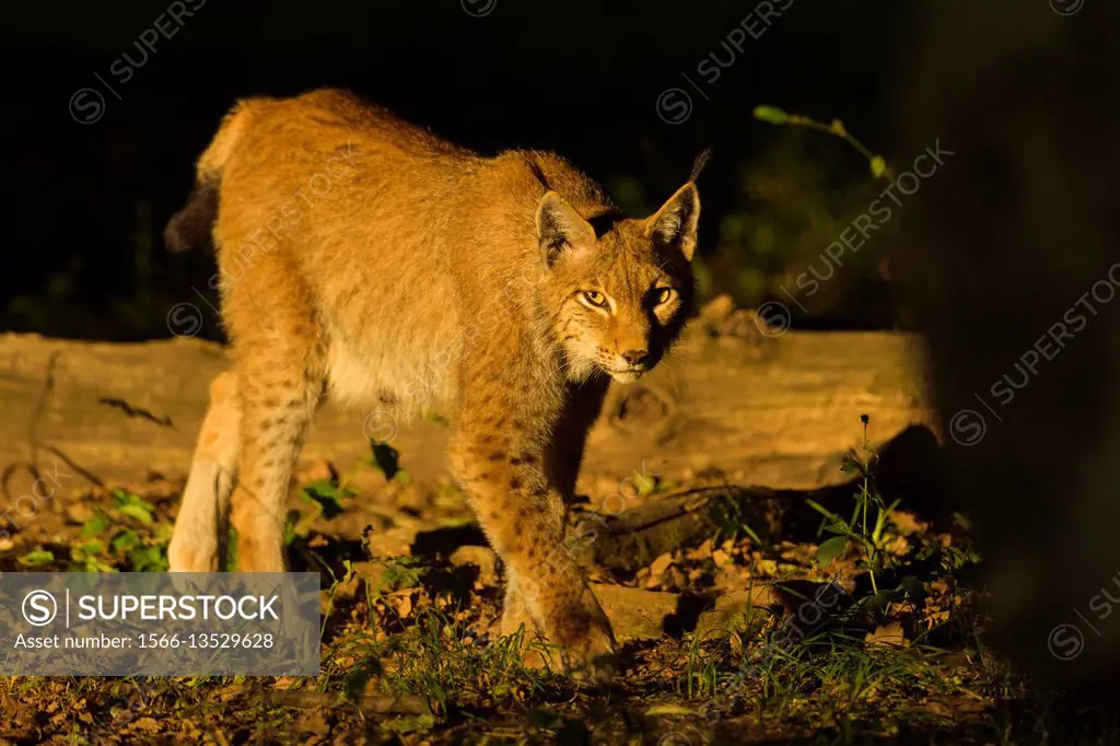 European Lynx, Lynx Lynx, Germany.