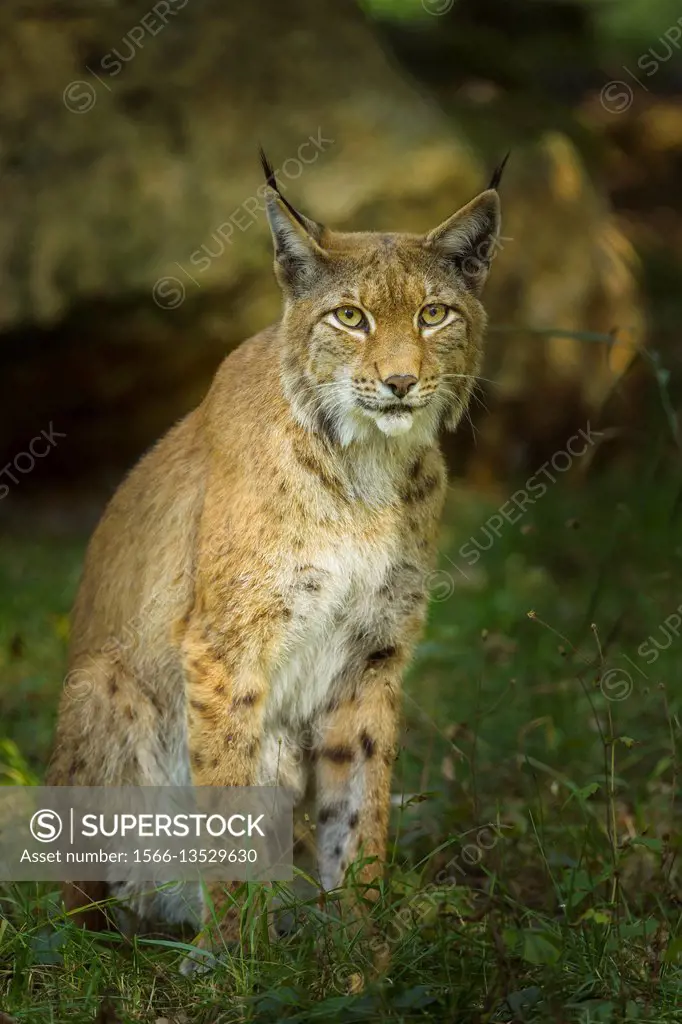 European Lynx, Lynx Lynx, Germany.