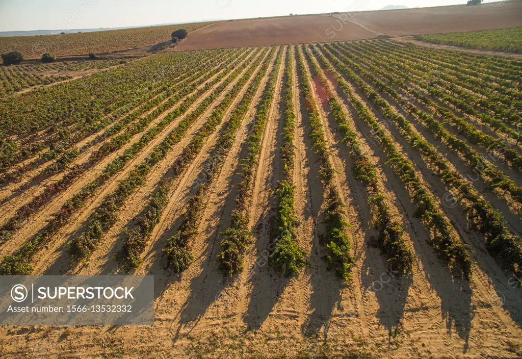 Aerial photography using a drone: vineyards. Higueruela, Albacete province, Castilla-La Mancha, Spain