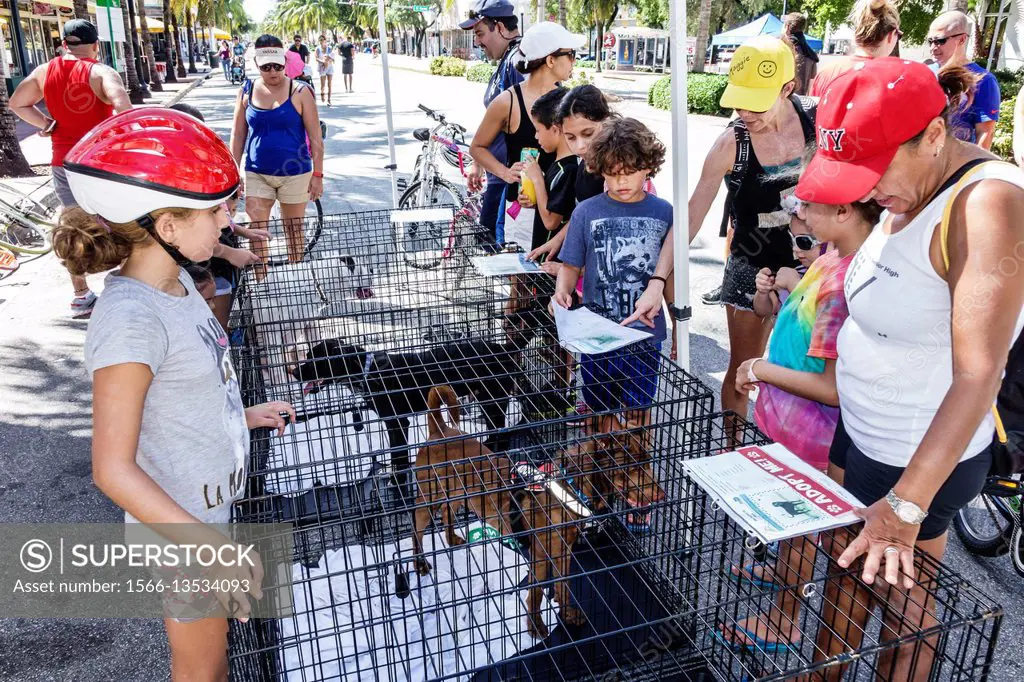 Florida, Miami Beach, dog adoption, adopt, family, looking,
