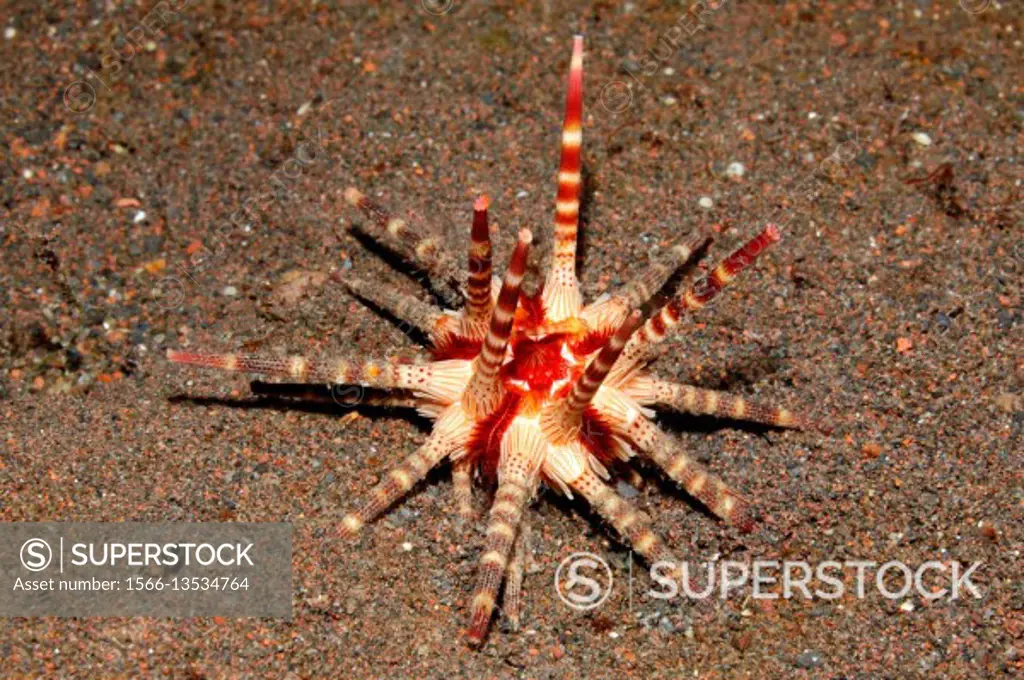 Orange Pencil Sea Urchin, Prionocidaris cf baculosa. Tulamben, Bali, Indonesia. Bali Sea, Indian Ocean.