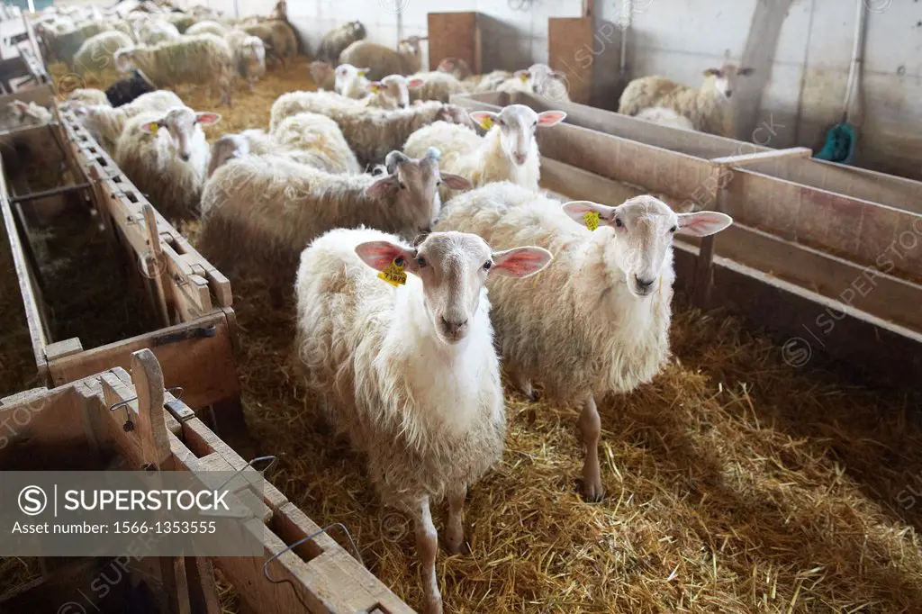 Sheep farm Latxa breed Gomiztegi Baserria, Arantzazu, Oñati, Gipuzkoa, Basque Country, Spain.