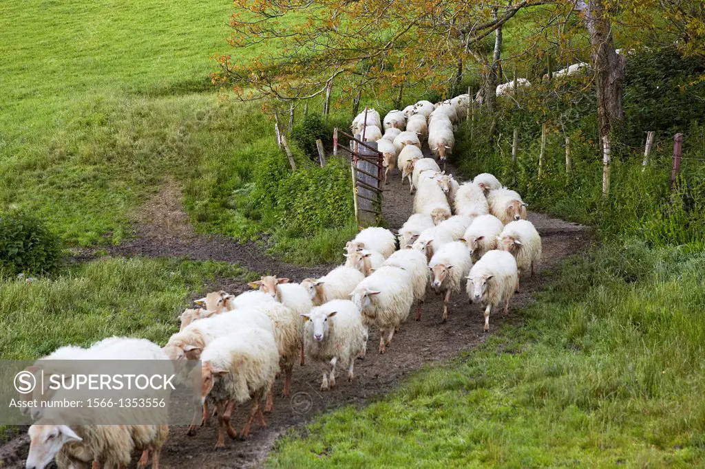 Flock of sheep. Sheep farm Latxa breed Gomiztegi Baserria, Arantzazu, Oñati, Gipuzkoa, Basque Country, Spain.