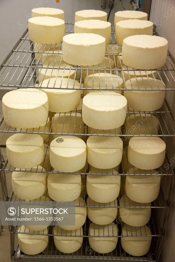 Making cheese from sheep´s milk Latxa Designation of origin ´Idiazabal´ Cheese factory Gomiztegi Baserria, Arantzazu, Oñati, Gipuzkoa, Basque Country,...