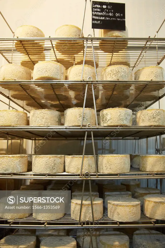 Making cheese from sheep´s milk Latxa Designation of origin ´Idiazabal´ Cheese factory Gomiztegi Baserria, Arantzazu, Oñati, Gipuzkoa, Basque Country,...